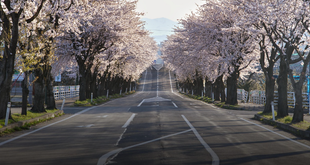 What to Know Before Traveling to Japan for the First Time